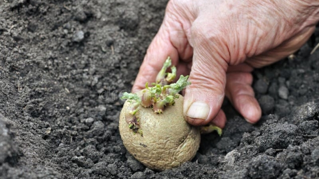 From Spuds to Sprouts: Mastering the Art of Potato Planting