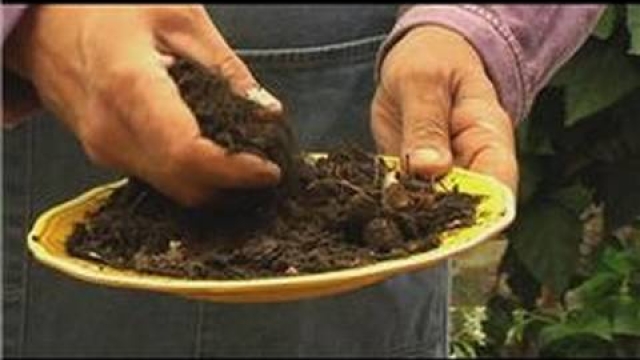 Growing Naturally: Unveiling the Power of Organic Soils and Fertilizers