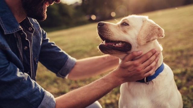 Pawsitive Pet Health: Unleashing the Secrets to Happy and Healthy Pets