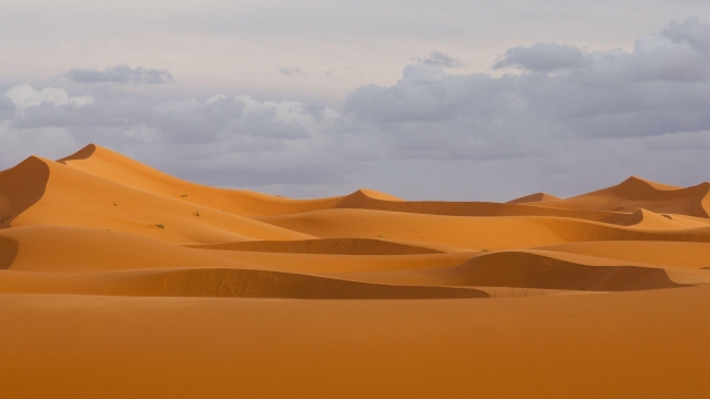 Wonders of the Sahara: Unveiling Nature’s Golden Treasures