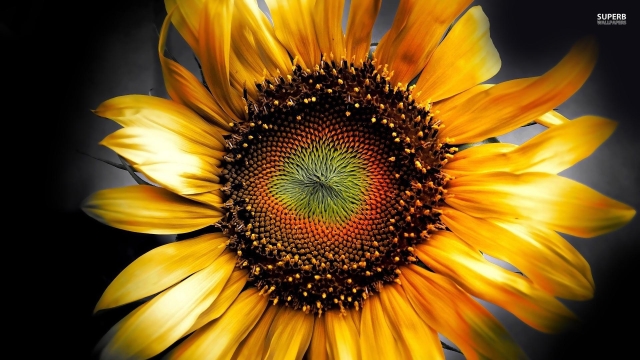 The Battle of the Cabbage Worms: A Sweet Sunflower Harvest!