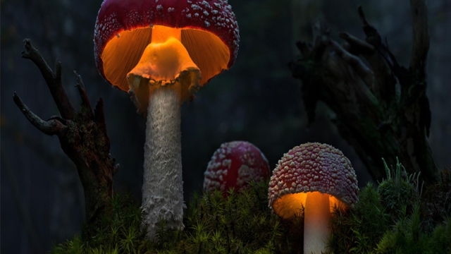 From Spores to Harvest: Unearthing the Secrets of Mushroom Cultivation