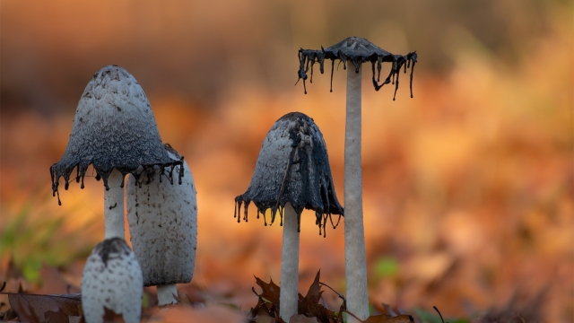 The Fungi Frontier: Unearthing the Secrets to Successful Mushroom Growing