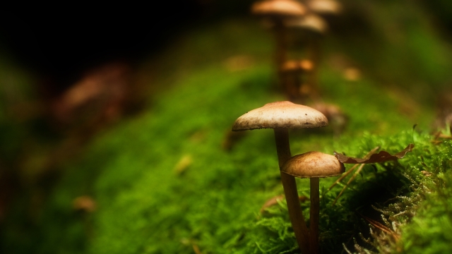 The Fungus Among Us: Unleashing the Magic of Mushroom Growing