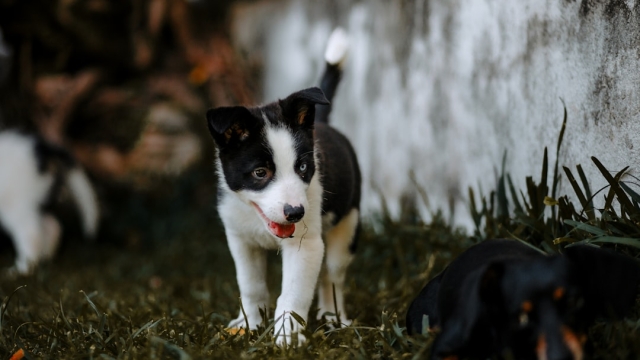 Overview of Hypoallergenic Dog Breeds
